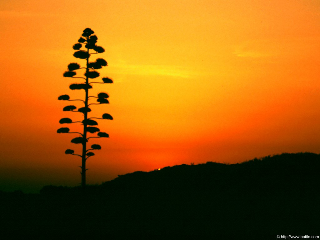 Sunset Tree